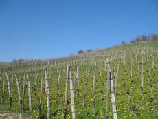 Weil am Rhein Weiler Weinweg 007.jpg